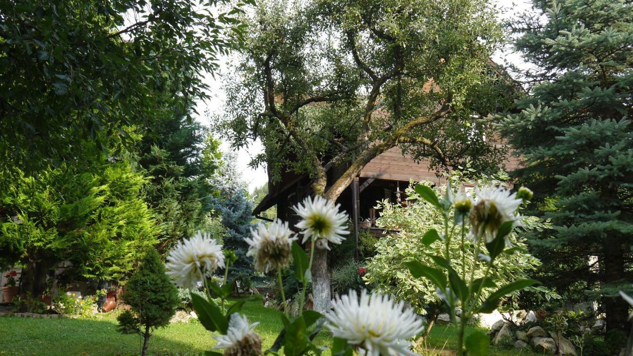 Cabana Rustic Borşa Exterior foto